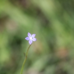 Wahlenbergia sp. (Bluebell) at Mongarlowe, NSW - 14 Mar 2020 by LisaH