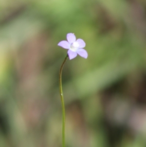 Wahlenbergia sp. at Mongarlowe, NSW - 14 Mar 2020 03:23 PM