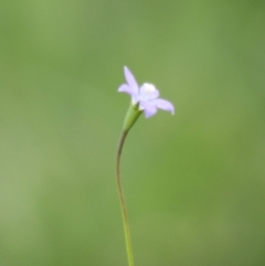 Wahlenbergia sp. at Mongarlowe, NSW - 14 Mar 2020 03:23 PM