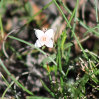 Boronia nana var. hyssopifolia at Mongarlowe River - 14 Mar 2020 by LisaH