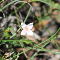 Boronia nana var. hyssopifolia at Mongarlowe, NSW - 14 Mar 2020