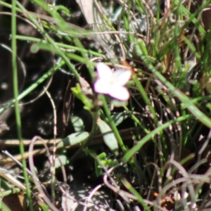 Boronia nana var. hyssopifolia at Mongarlowe, NSW - 14 Mar 2020