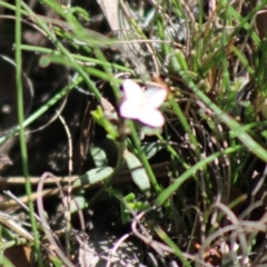Boronia nana var. hyssopifolia at Mongarlowe, NSW - 14 Mar 2020