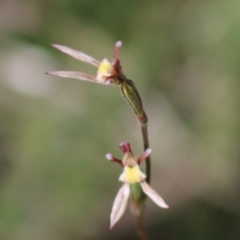 Eriochilus cucullatus (Parson's Bands) at Mongarlowe, NSW - 14 Mar 2020 by LisaH