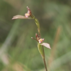 Eriochilus cucullatus at Mongarlowe, NSW - suppressed