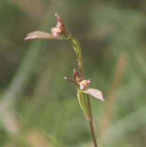 Eriochilus cucullatus at Mongarlowe, NSW - suppressed