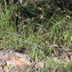 Eriochilus cucullatus at Mongarlowe, NSW - suppressed