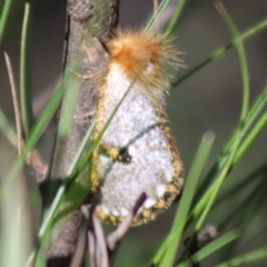 Epicoma melanosticta (Common Epicoma) at QPRC LGA - 14 Mar 2020 by LisaH