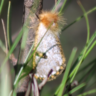 Epicoma melanosticta (Common Epicoma) at QPRC LGA - 14 Mar 2020 by LisaH