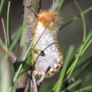 Epicoma melanosticta at Mongarlowe, NSW - 14 Mar 2020