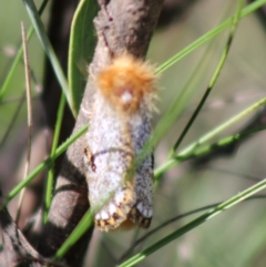 Epicoma melanosticta at Mongarlowe, NSW - 14 Mar 2020