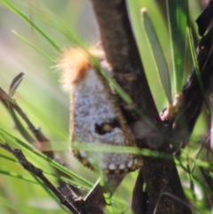 Epicoma melanosticta at Mongarlowe, NSW - 14 Mar 2020