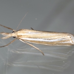 Hednota species near grammellus (Pyralid or snout moth) at Ainslie, ACT - 11 Mar 2020 by jb2602