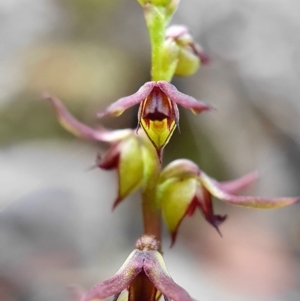 Corunastylis clivicola at Acton, ACT - suppressed