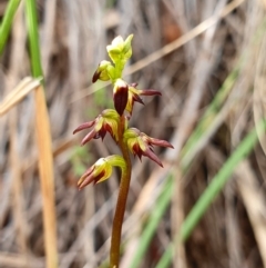 Corunastylis clivicola at Acton, ACT - suppressed