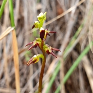 Corunastylis clivicola at Acton, ACT - 15 Mar 2020