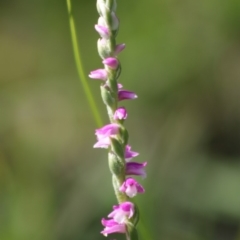 Spiranthes australis (Austral Ladies Tresses) at Mongarlowe River - 14 Mar 2020 by LisaH