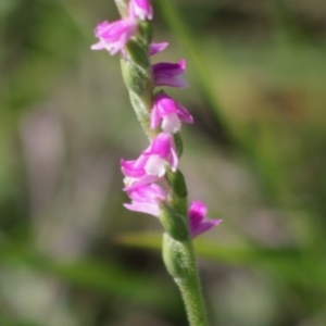 Spiranthes australis at Mongarlowe, NSW - 14 Mar 2020