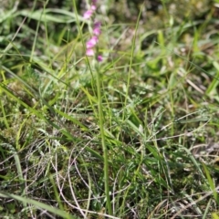 Spiranthes australis at Mongarlowe, NSW - 14 Mar 2020