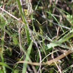 Spiranthes australis at Mongarlowe, NSW - suppressed