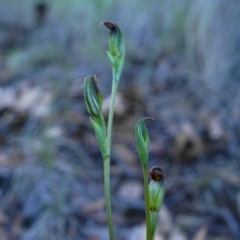 Speculantha rubescens (Blushing Tiny Greenhood) at Acton, ACT - 15 Mar 2020 by shoko