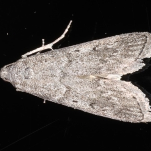 Heteromicta pachytera at Ainslie, ACT - 11 Mar 2020