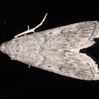 Heteromicta pachytera (Galleriinae subfamily moth) at Ainslie, ACT - 11 Mar 2020 by jb2602