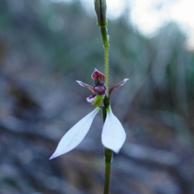 Eriochilus cucullatus (Parson's Bands) at Acton, ACT - 15 Mar 2020 by shoko