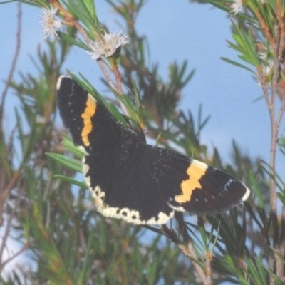 Eutrichopidia latinus (Yellow-banded Day-moth) at Woodstock Nature Reserve - 7 Mar 2020 by Harrisi