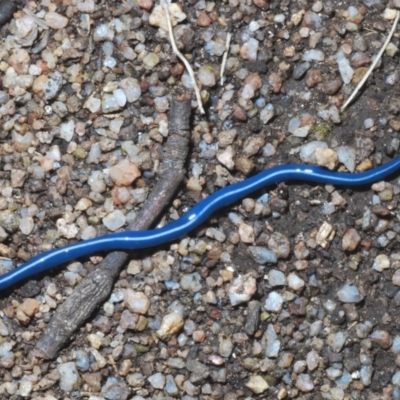 Caenoplana coerulea (Blue Planarian, Blue Garden Flatworm) at Kosciuszko National Park, NSW - 11 Mar 2020 by Harrisi