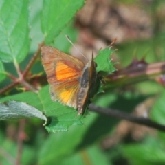 Paralucia aurifera (Bright Copper) at Woodstock Nature Reserve - 7 Mar 2020 by Harrisi