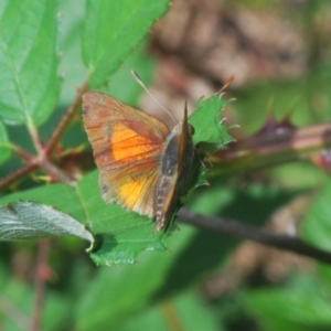 Paralucia aurifera at Stromlo, ACT - 7 Mar 2020