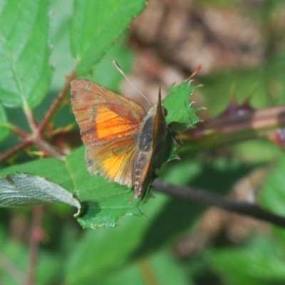 Paralucia aurifera (Bright Copper) at Stromlo, ACT - 7 Mar 2020 by Harrisi