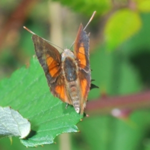 Paralucia aurifera at Stromlo, ACT - 7 Mar 2020