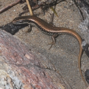 Eulamprus heatwolei at Stromlo, ACT - 7 Mar 2020 04:40 PM