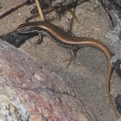 Eulamprus heatwolei (Yellow-bellied Water Skink) at Stromlo, ACT - 7 Mar 2020 by Harrisi
