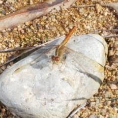 Diplacodes haematodes (Scarlet Percher) at Stromlo, ACT - 9 Mar 2020 by Harrisi