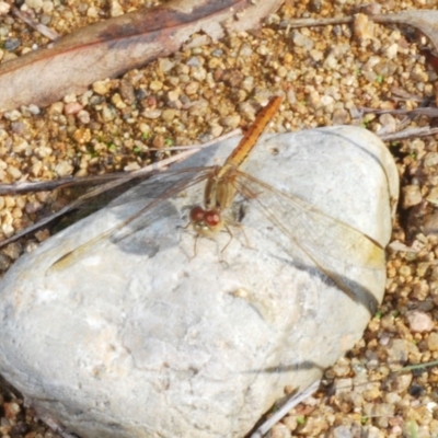 Diplacodes haematodes (Scarlet Percher) at Stromlo, ACT - 9 Mar 2020 by Harrisi