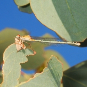 Xanthagrion erythroneurum at Stromlo, ACT - 9 Mar 2020 04:57 PM