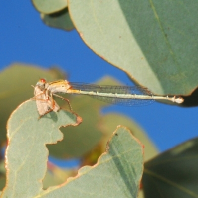 Xanthagrion erythroneurum (Red & Blue Damsel) at Woodstock Nature Reserve - 9 Mar 2020 by Harrisi