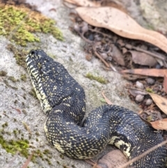 Morelia spilota spilota (Diamond Python) at Bundanoon, NSW - 15 Mar 2020 by Aussiegall