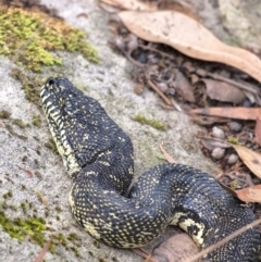 Morelia spilota spilota (Diamond Python) at Bundanoon - 15 Mar 2020 by Aussiegall