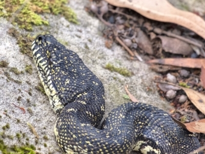 Morelia spilota spilota (Diamond Python) at Morton National Park - 15 Mar 2020 by Aussiegall