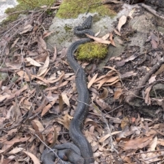 Morelia spilota spilota at Morton National Park - 15 Mar 2020 03:37 PM