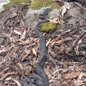 Morelia spilota spilota at Morton National Park - 15 Mar 2020 03:37 PM