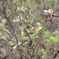 Eopsaltria australis (Eastern Yellow Robin) at Bundanoon, NSW - 15 Mar 2020 by Aussiegall