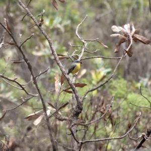 Eopsaltria australis at Bundanoon - 15 Mar 2020