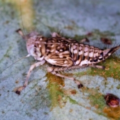 Brunotartessus fulvus (Yellow-headed Leafhopper) at Bruce Ridge - 13 Feb 2016 by Bron