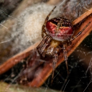 Araneus albotriangulus at Bruce, ACT - 13 Feb 2016