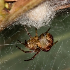 Araneus albotriangulus at Bruce, ACT - 13 Feb 2016